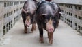 Kurobuta Pig -ÃÂ swine farming business in relax time